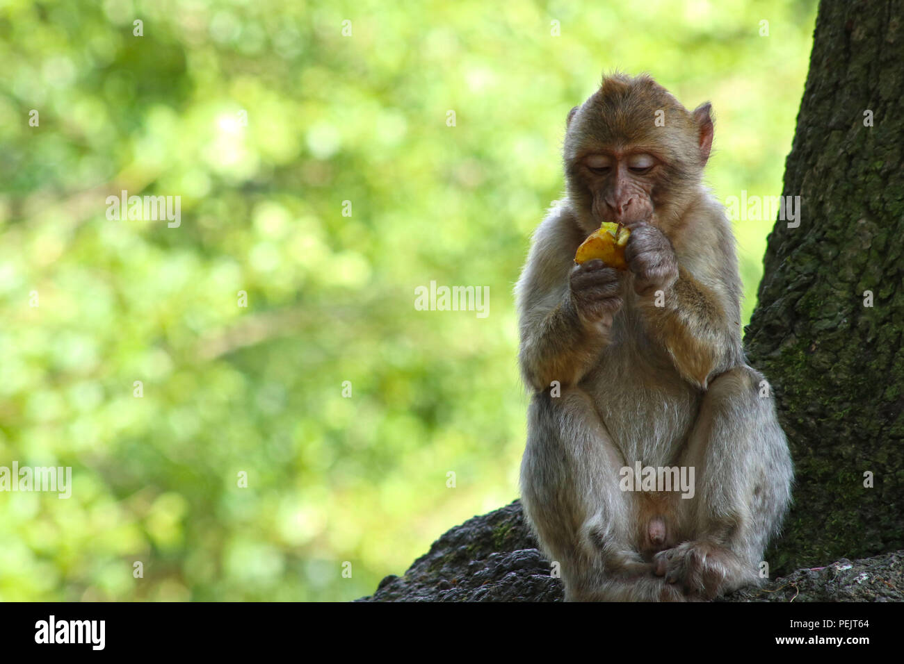 Singe Macaque de Barbarie (APE) à Trentham Monkey Forest Sanctuary Banque D'Images