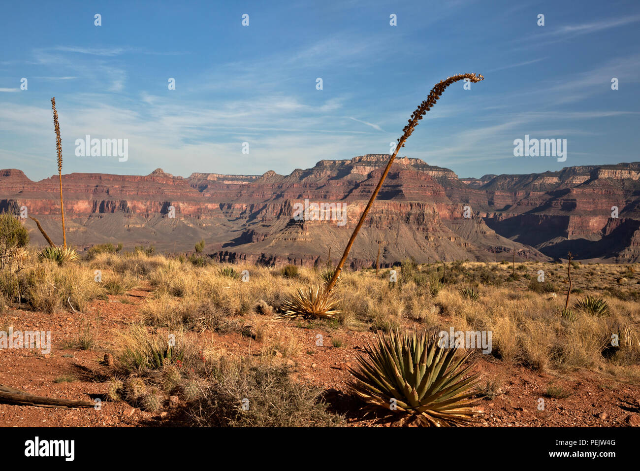AZ00282-00...ARIZONA -végétation désertique le long du sentier dans la région de Cedar Ridge, un arrêt de repos populaire le long de la South Kaibab Trail dans Grand Canyon NP. Banque D'Images