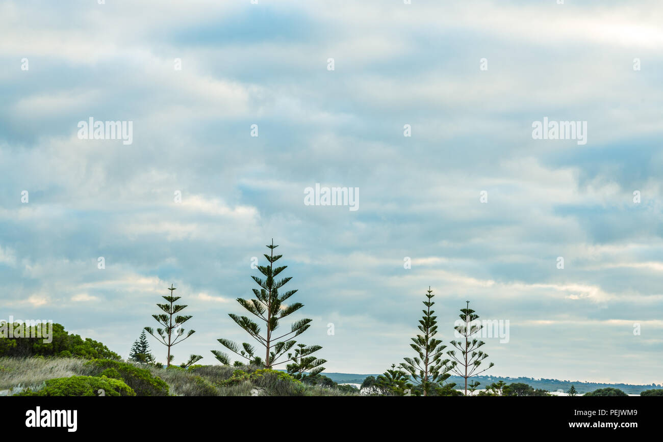 Norfolk Island Pines Prairie de l'Australie, l'Australie occidentale Banque D'Images