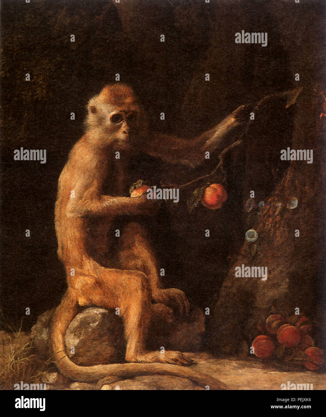 Portrait d'un singe, Stubbs, George Banque D'Images