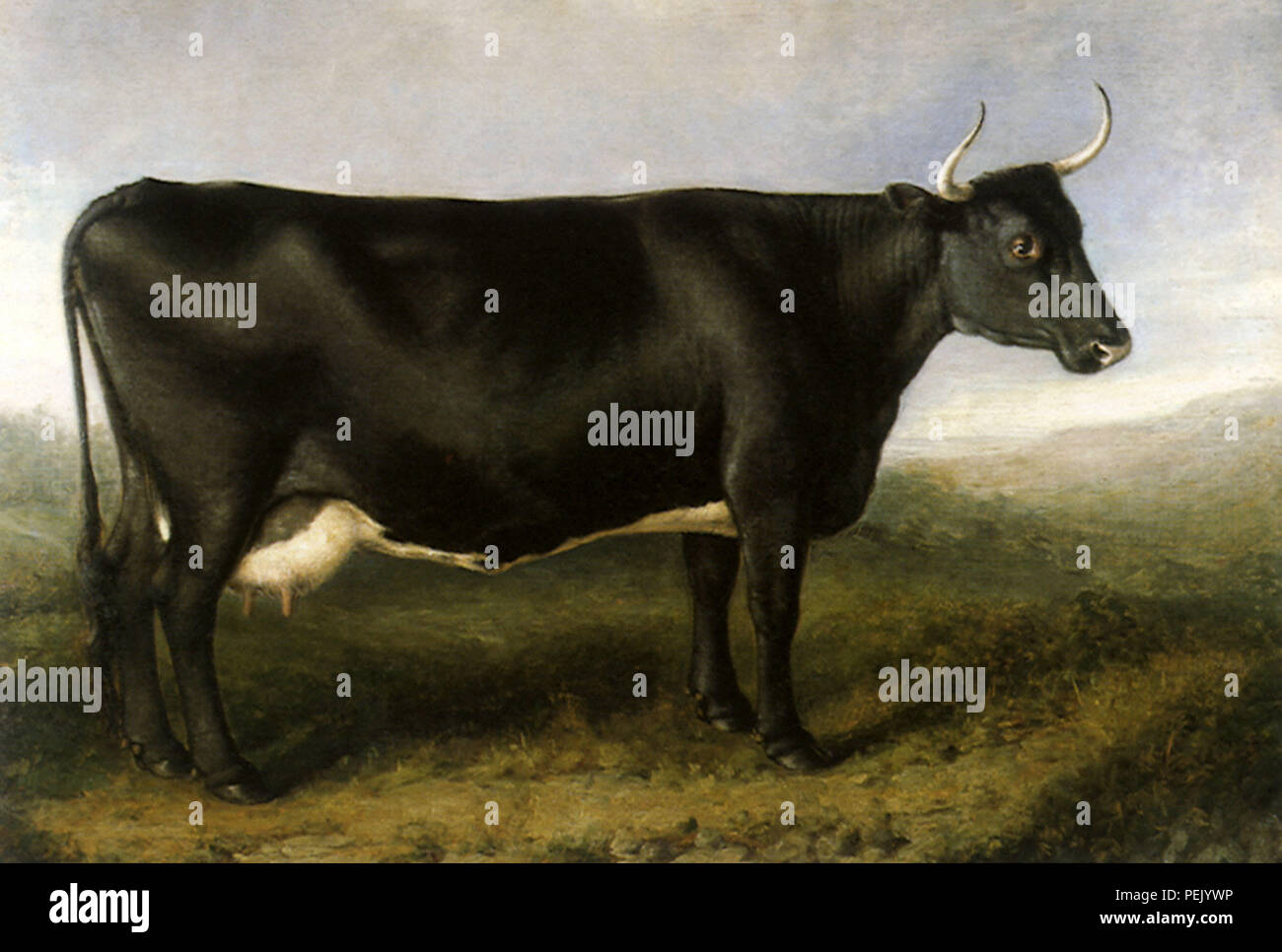 Le fifre vache, Shiels, William Banque D'Images