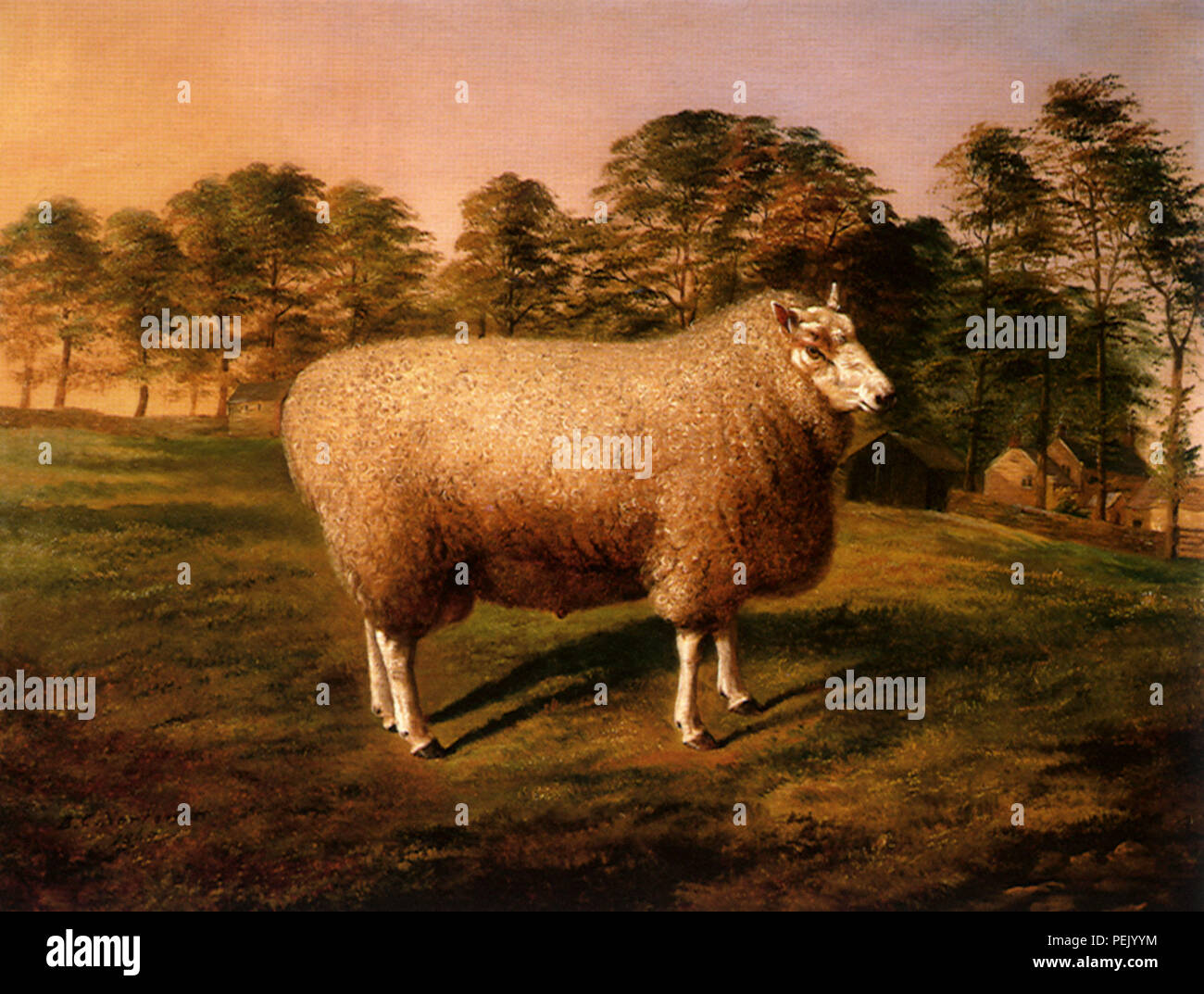 North Country Cheviot Ram, Norton, Benjamin Cam Banque D'Images