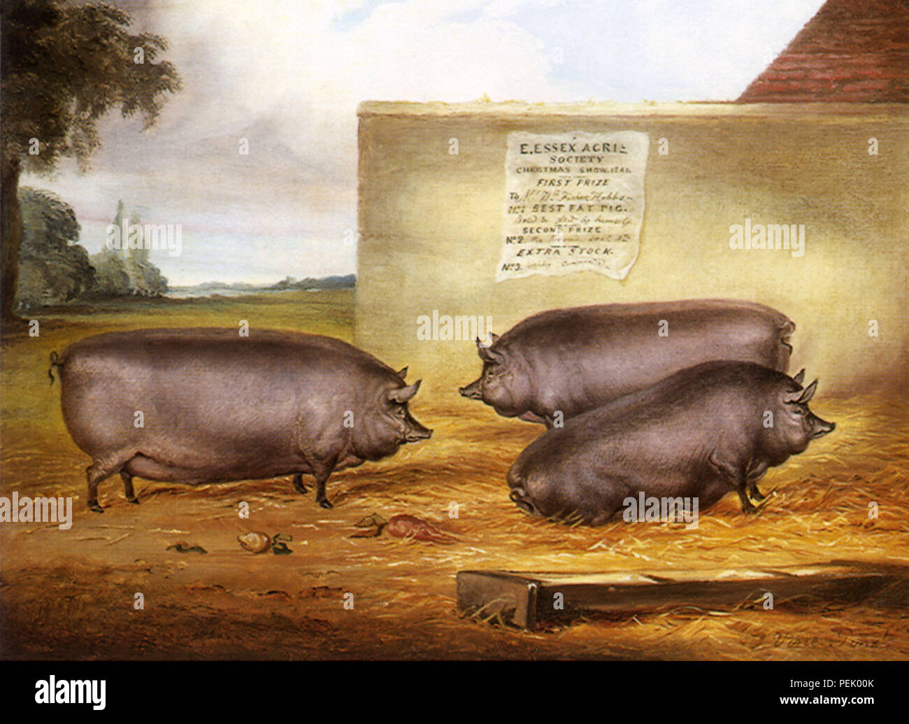 Trois cochons d'Essex, vigne, John Banque D'Images