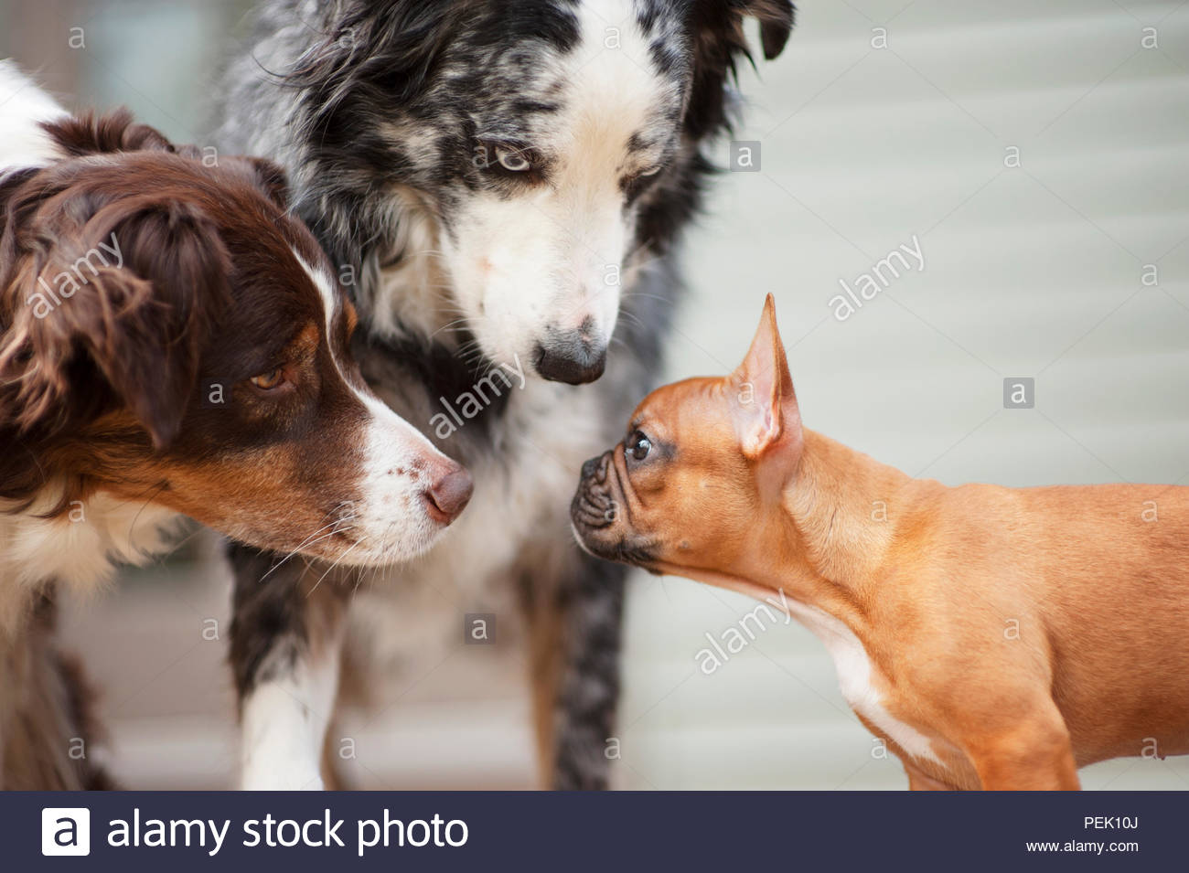 Blue Merle Australian Shepherd Pup Photos Blue Merle