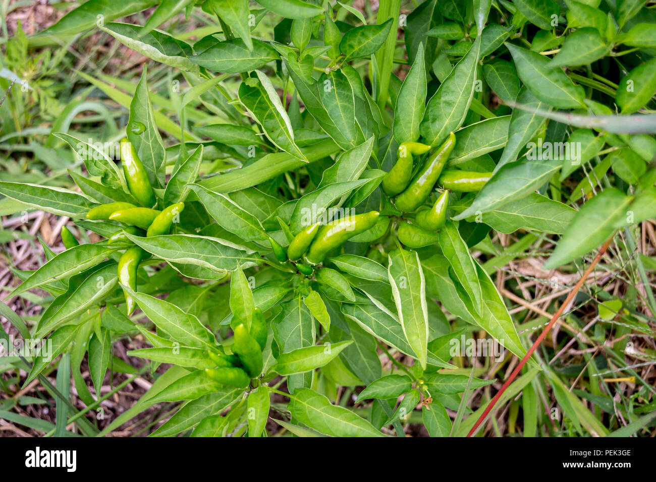 Piment Chili vert récolte de végétaux Banque D'Images
