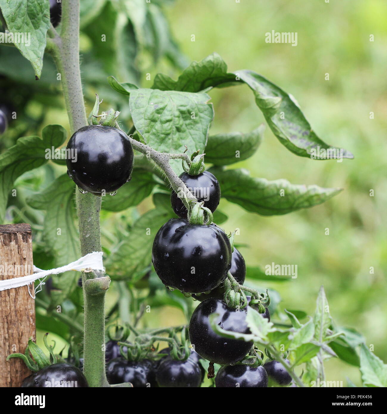 Les tomates noires sur une branche dans le jardin. Tomate rose Indigo Banque D'Images