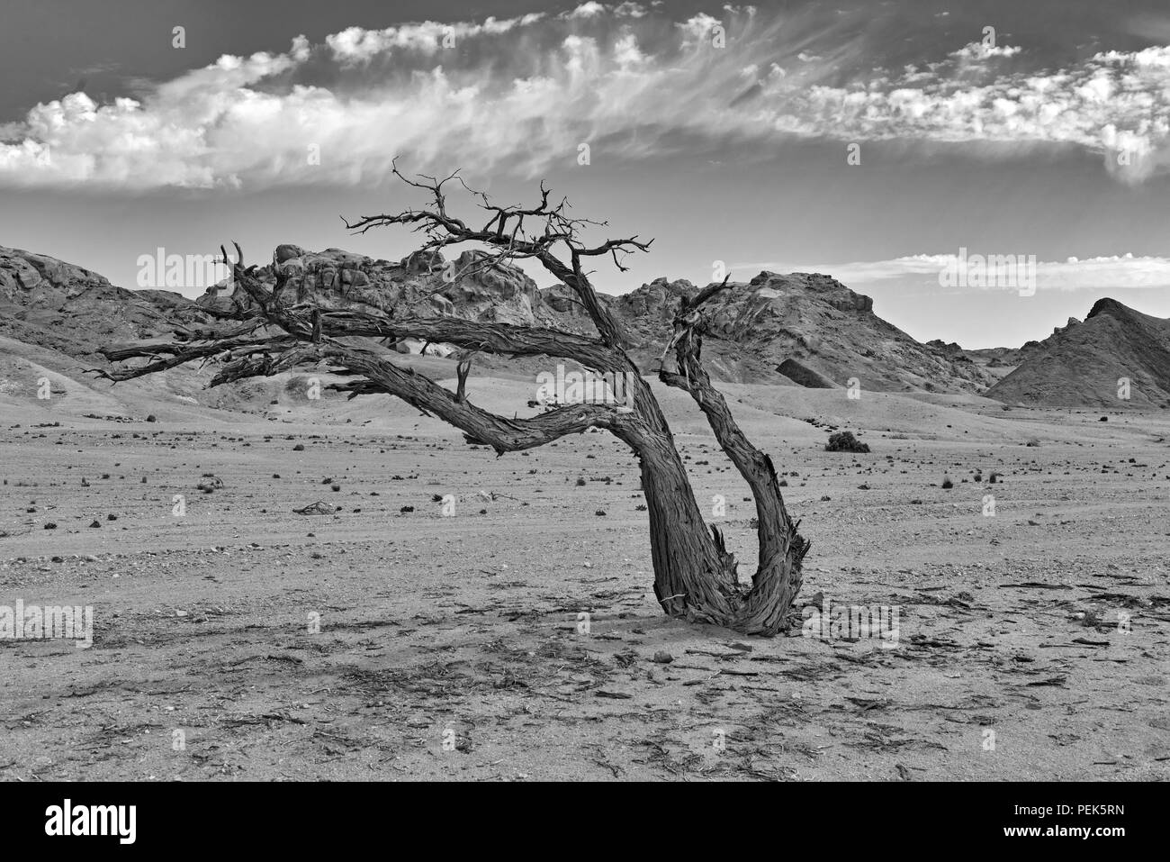 Arbre mort dans la rivière Swakop à sec, la Namibie en noir et blanc. Banque D'Images