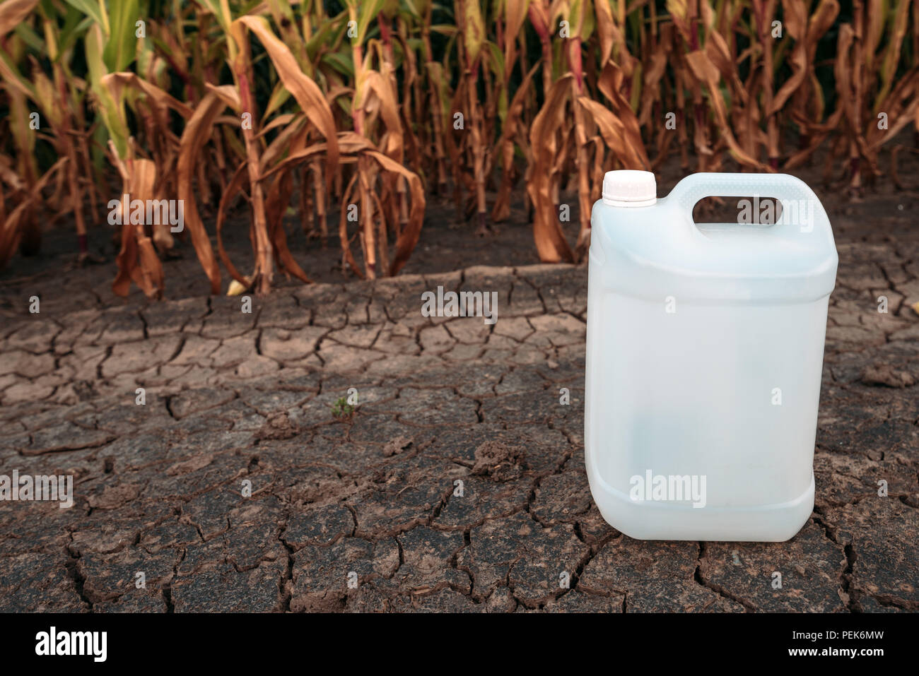 Chimiques des pesticides en plastique blanc verseuse dans un champ comme maquette copie espace d'herbicides, fongicides ou d'insecticides utilisés dans la culture du maïs Banque D'Images