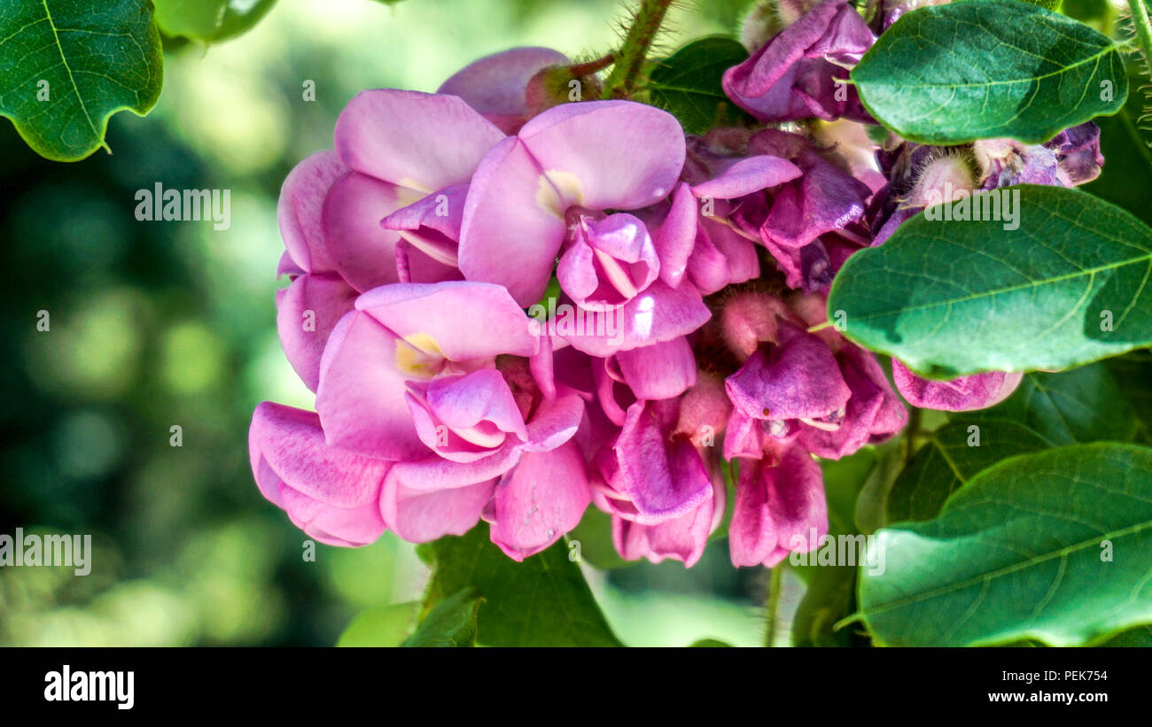 Gros Plan De Fleurs Dacacia Rose 1 Banque Dimages Photo