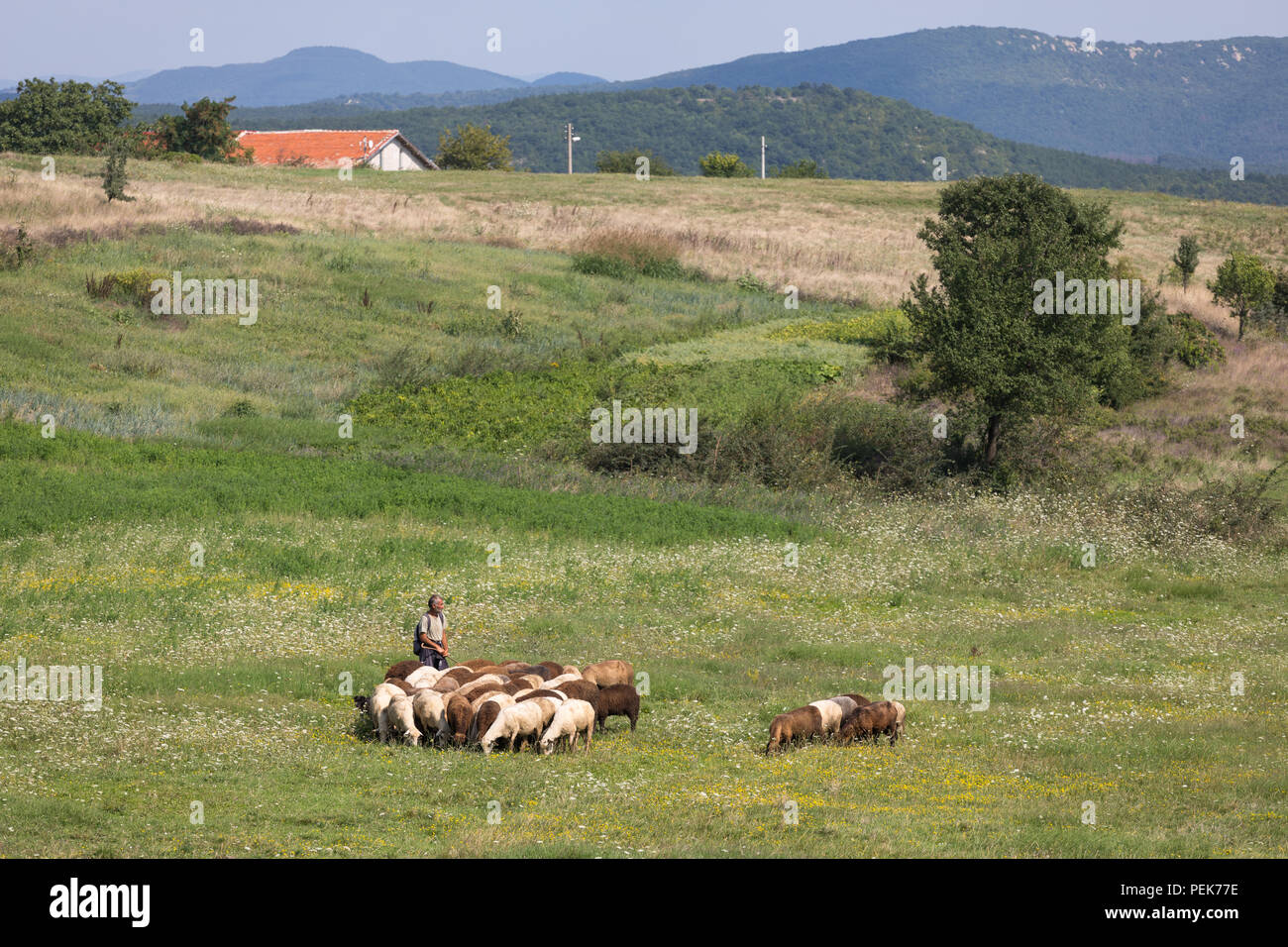 Shepherd guider ses brebis le long d'un champ à jour chaud en été, Kardzhali Province, Bulgarie Banque D'Images