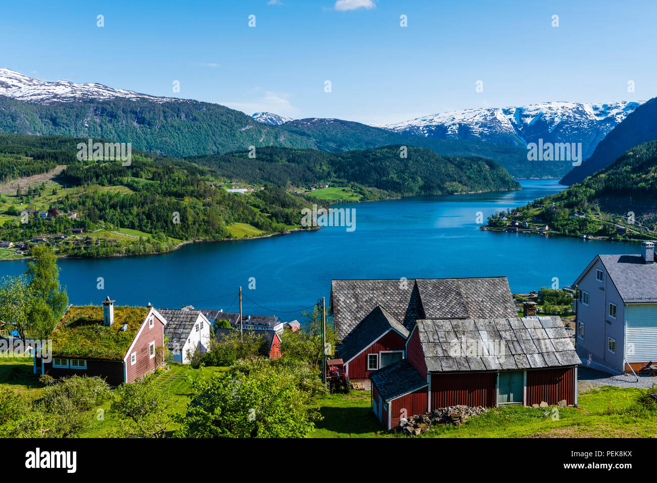 Temps de printemps à Ulvik, Hardanger, l'ouest de la Norvège. C'est le plus important pour la culture fruitière. Banque D'Images