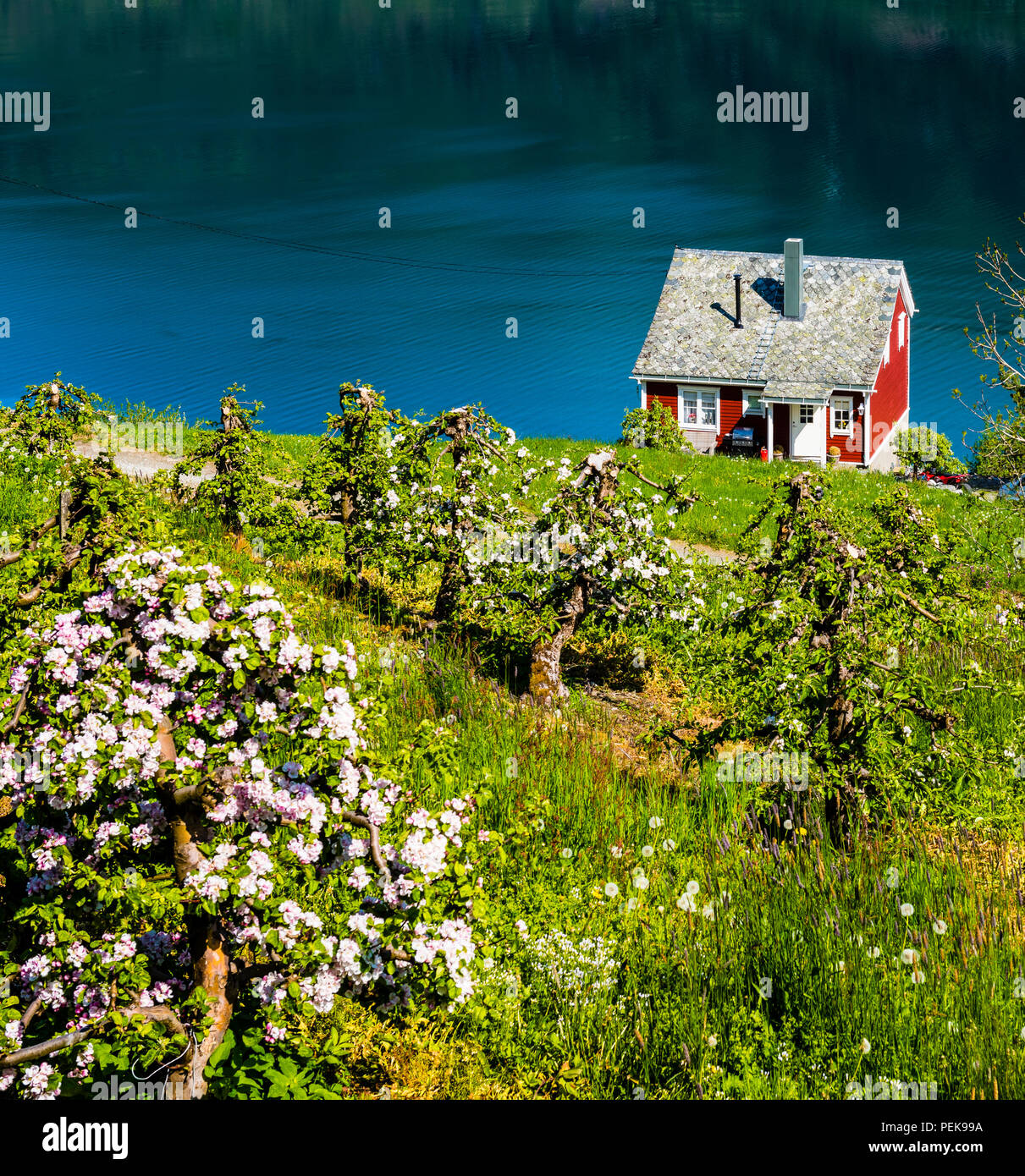 Les arbres fruitiers fleurissent au printemps en Hardanger, l'ouest de la Norvège. C'est le plus important pour la culture fruitière. Banque D'Images