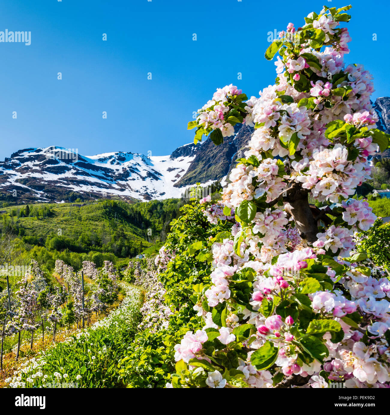 Les arbres fruitiers fleurissent au printemps en Hardanger, l'ouest de la Norvège. C'est le plus important pour la culture fruitière. Banque D'Images