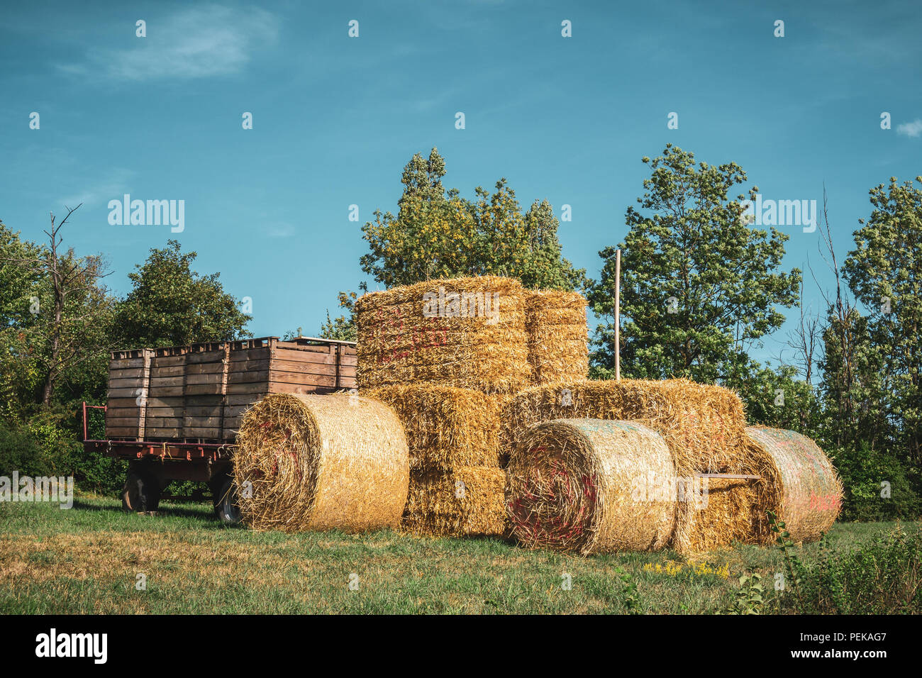 Tracteur agricole fait de foin, des ballots de foin et paille avec remorque sur une pelouse en été, Alsace, France. Banque D'Images