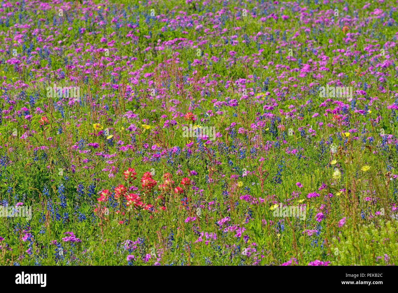 Un champ de fleurs sauvages- phlox et Texas bluebonnet (Lupinus subcarnosus), FM 2504 près de Somerset, New Jersey, USA Banque D'Images