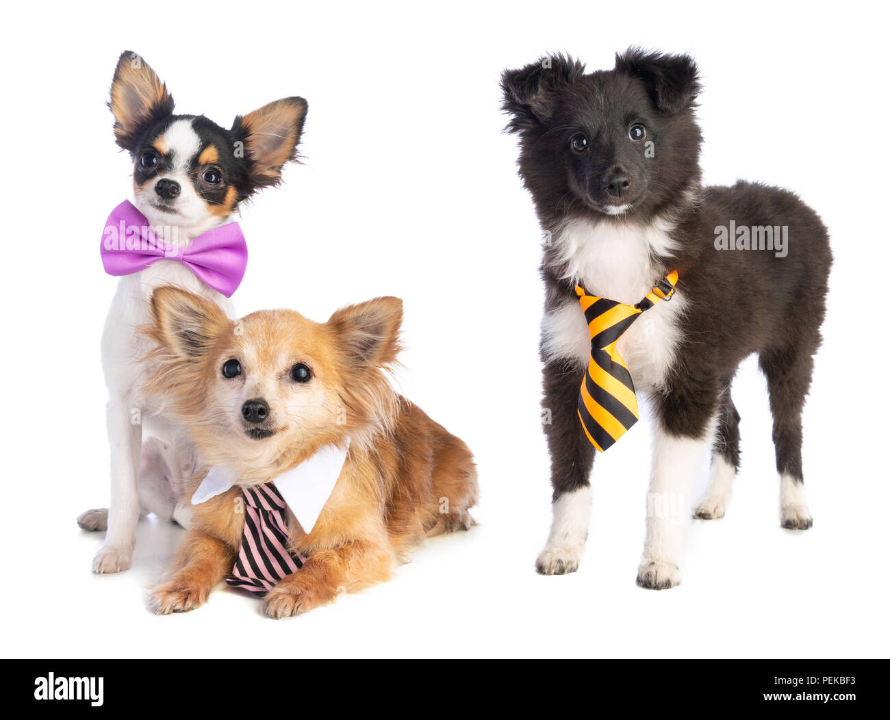 Shetland Sheepdog et Chihuahua avec cravate et nœud papillon sur fond blanc Banque D'Images
