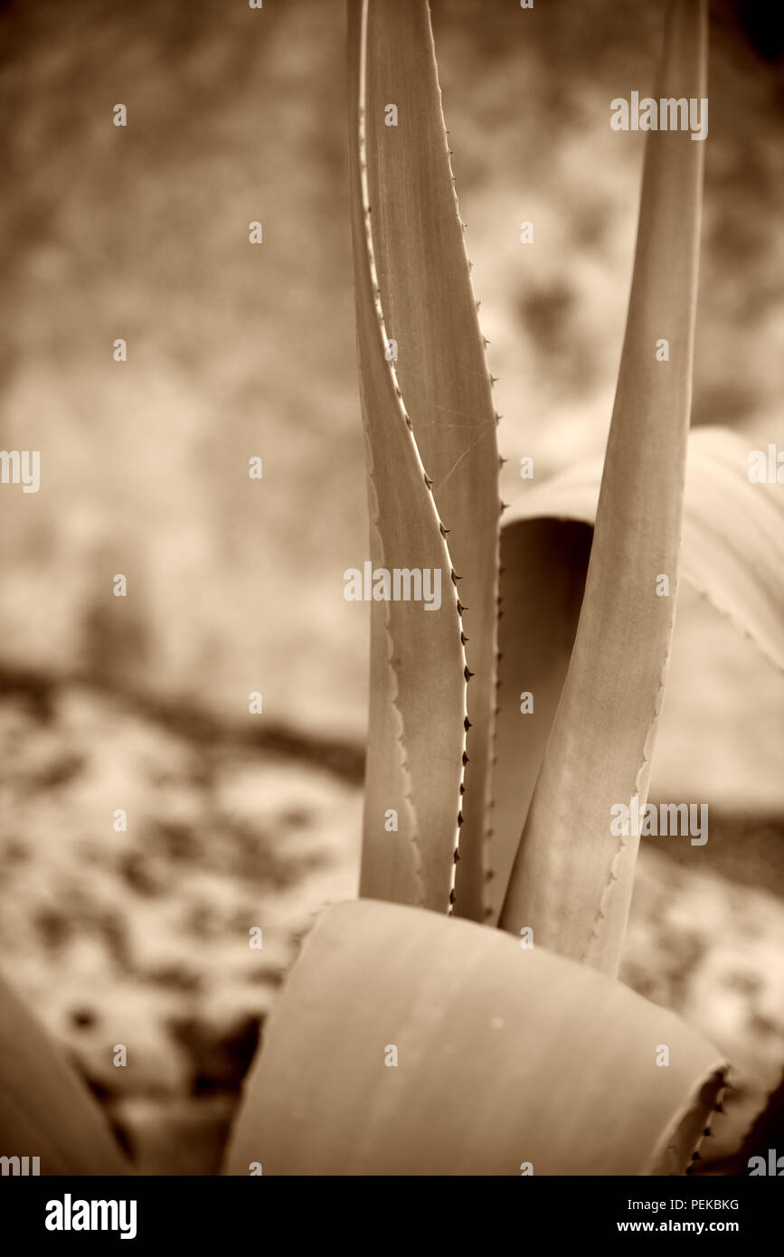 Cactus dans Wimberley, Texas USA Banque D'Images