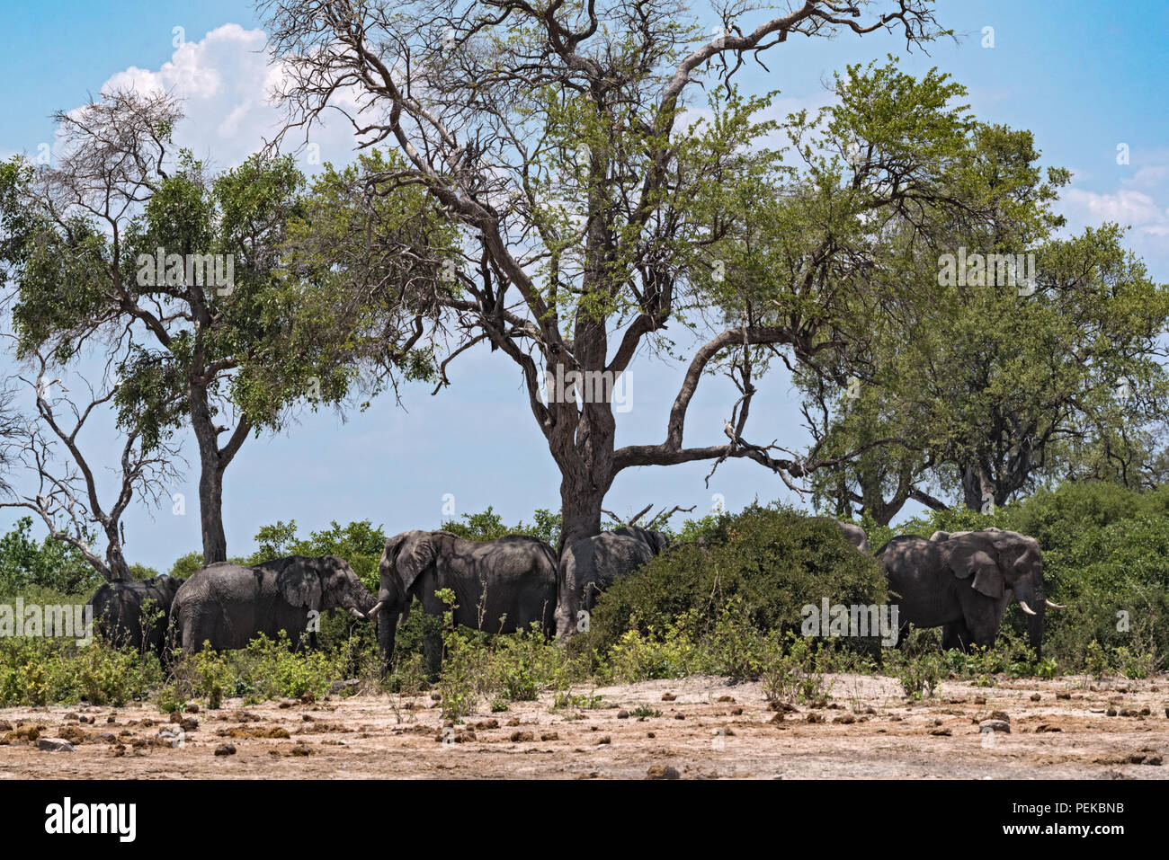 Troupeau d'éléphants sous un arbre groupe dans le Parc National de Chobe, au Botswana. Banque D'Images