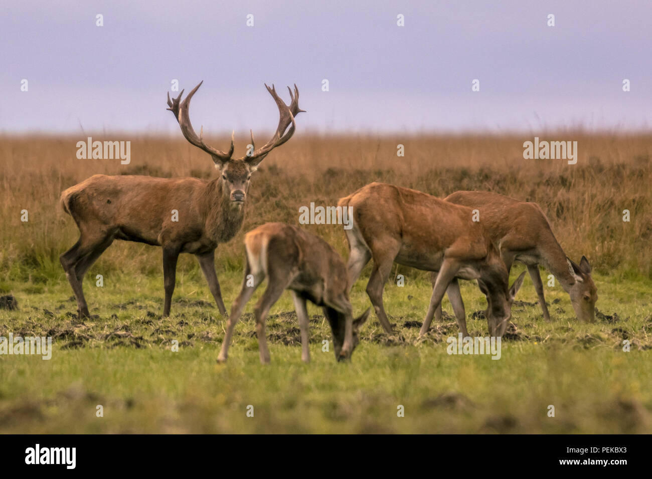 Mâle Red Deer (Cervus elaphus) gardiennage groupe d'animaux femelles pendant la saison des amours Banque D'Images