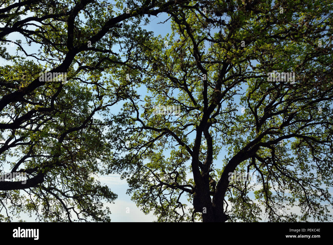 Le sud de Live oak (Quercus virginiana) au printemps dans la région de Texas Hill Country, Rythme Bend LCRA, Spicewood, comté de Travis, Texas, États-Unis Banque D'Images