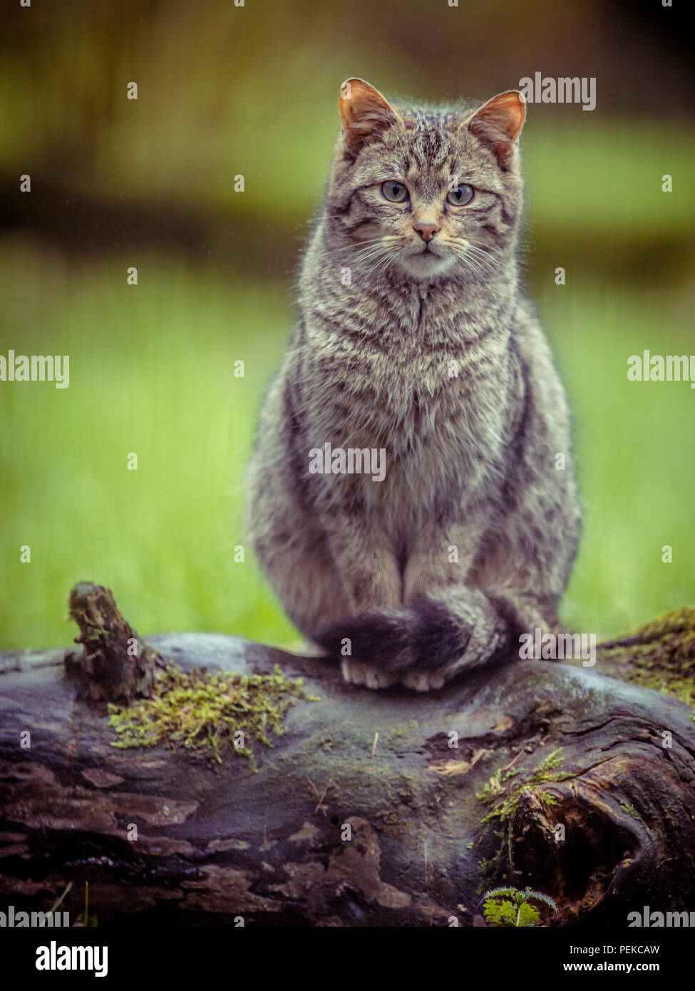 Chat Sauvage Européen mignon (Felis silvestris) en tonalité vintage avec rayures noir distinctif et le bout de la queue le contact visuel Banque D'Images