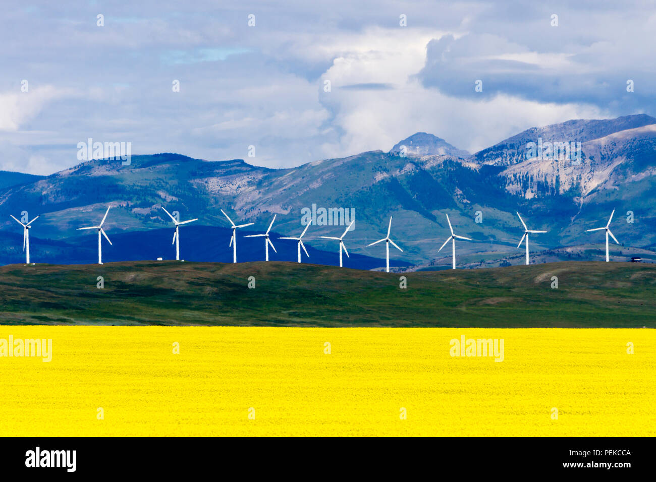 L'énergie éolienne de production d'énergie renouvelable en champ de canola près de Cowley et de Pincher Creek, en Alberta, Canada. Banque D'Images