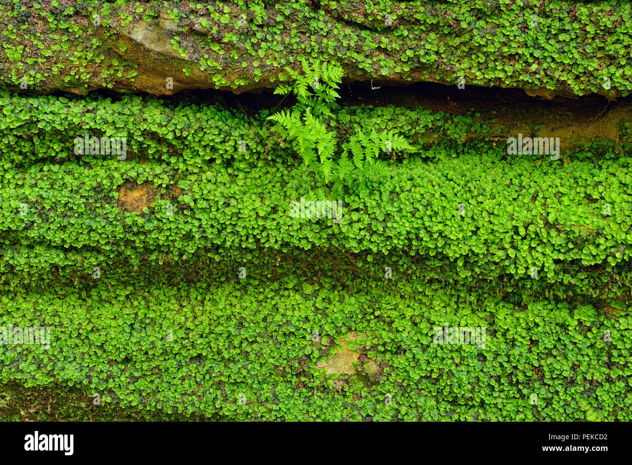 La croissance de la végétation autour des murs de grès dans la tannerie Creek Canyon, Alger County, près de Munising, Michigan, USA Banque D'Images