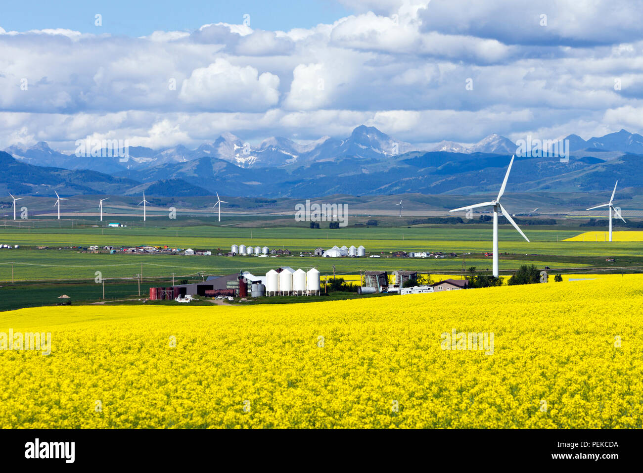 L'énergie éolienne de production d'énergie renouvelable en champ de canola près de Cowley et de Pincher Creek, en Alberta, Canada. Banque D'Images
