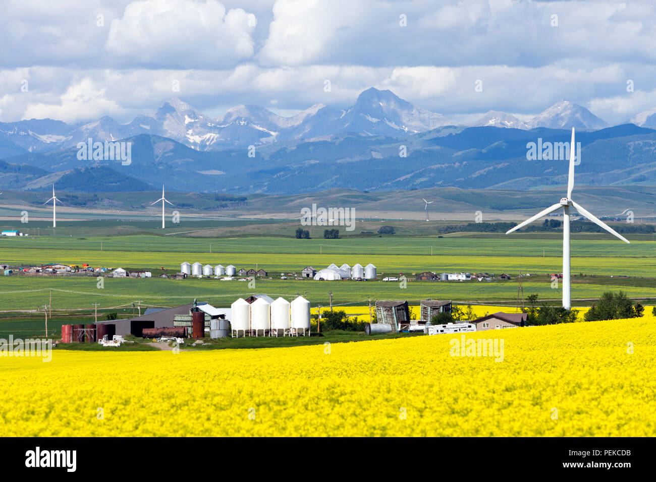 L'énergie éolienne de production d'énergie renouvelable en champ de canola près de Cowley et de Pincher Creek, en Alberta, Canada. Banque D'Images