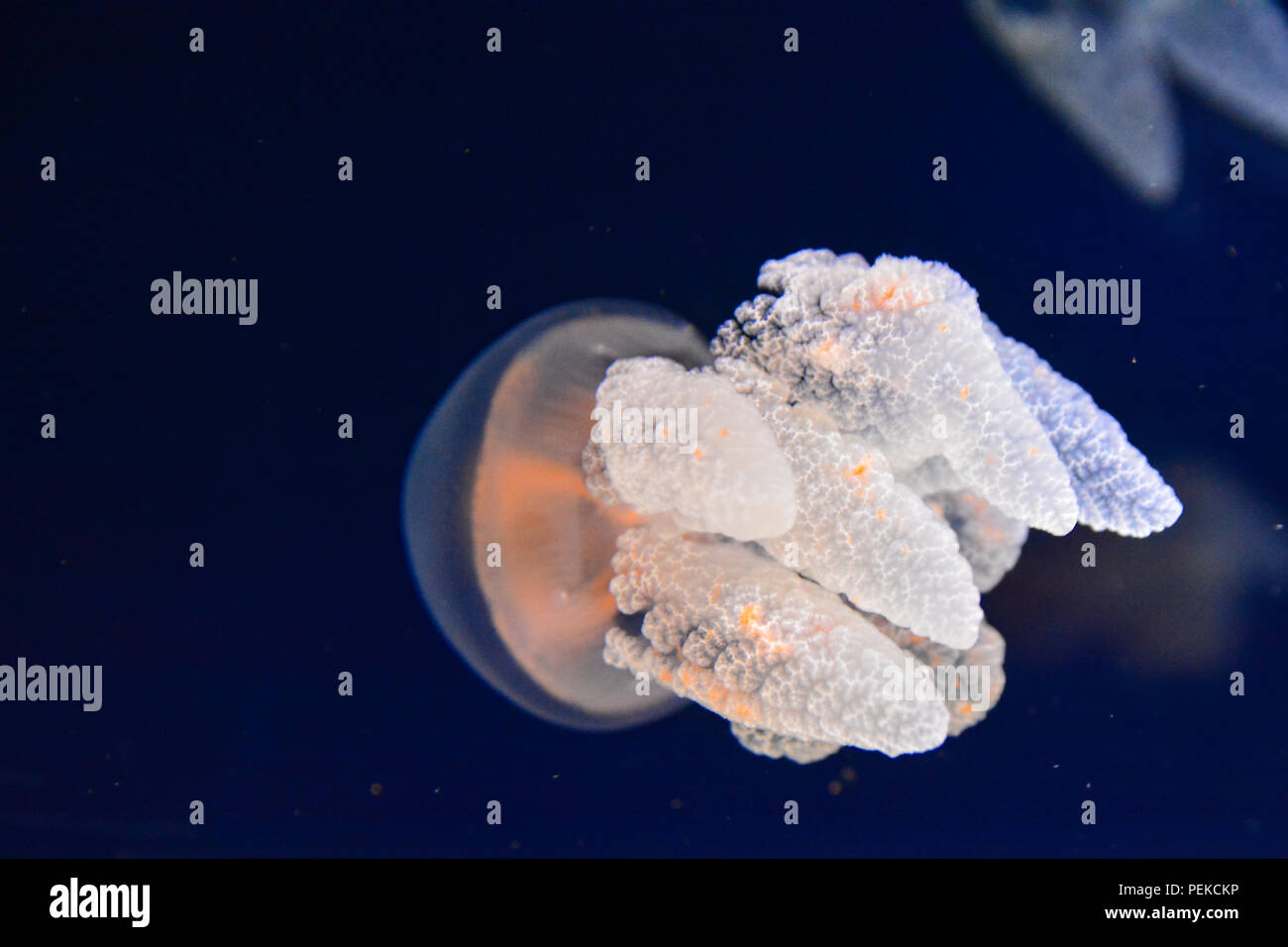 Jellyfish nage dans l'océan bleu Banque D'Images