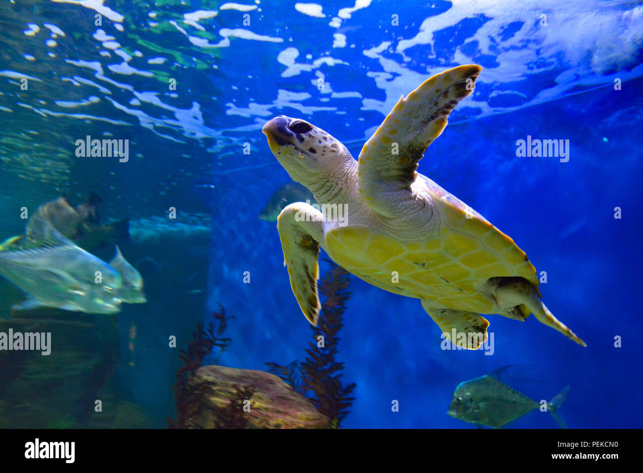 Sous-marine natation tortue Banque D'Images