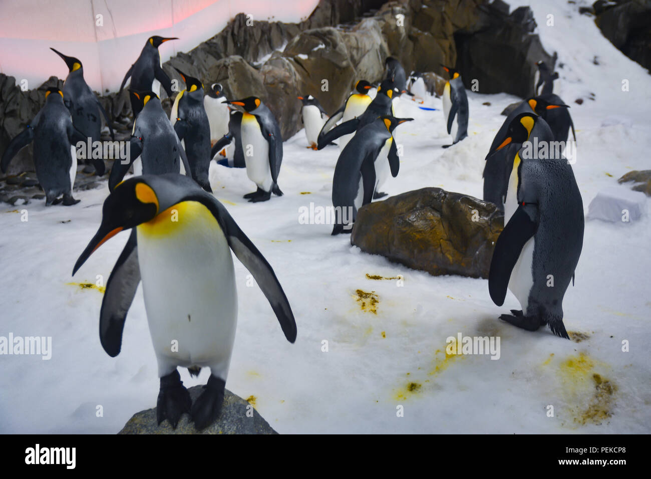 Pingouins sur glace main image 0
