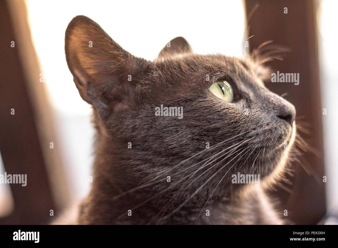 Close Up Sur Le Profil De La Tete D Un Chat Errant Gris Bleu Ou Gris Style Russe Avec Des Yeux Verts Regardant La Camera Se Concentrer Sur Une Federation Ou Photo Stock