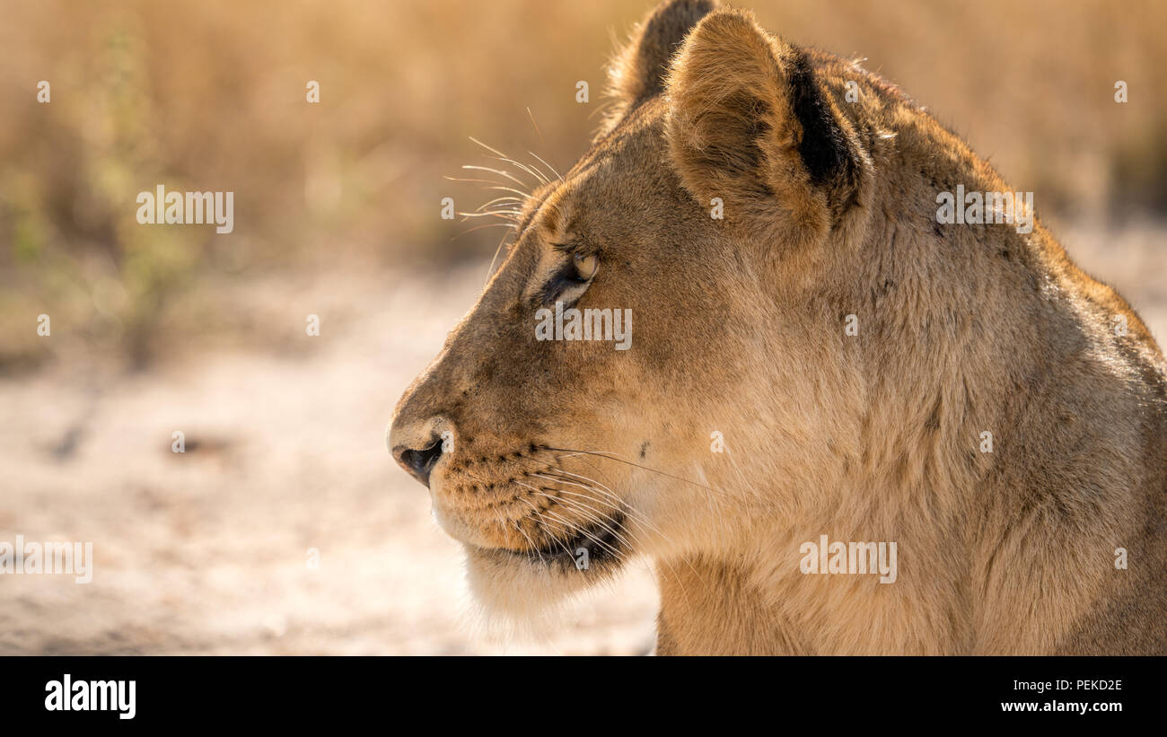 Femme lion ou lionne à l'état sauvage en Afrique du Sud in close up Banque D'Images