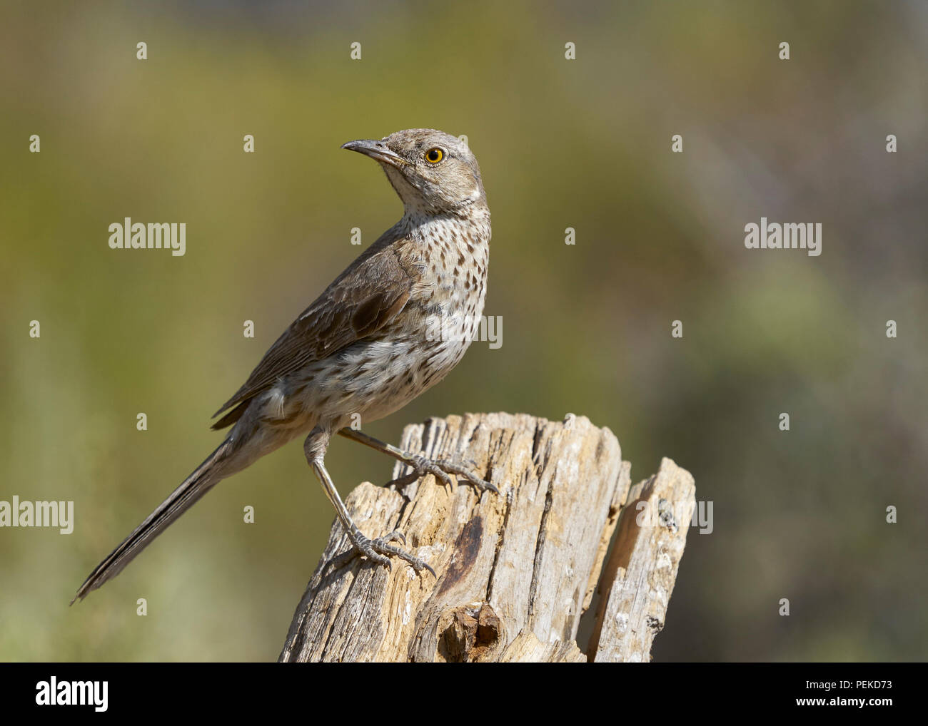 Moqueur des armoises (Oreoscoptes montanus). Le Comté de Lake Michigan Banque D'Images