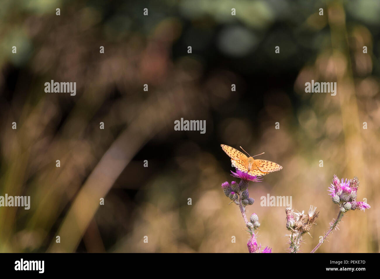 Beau papillon de couleur isolées leaning on flower Banque D'Images