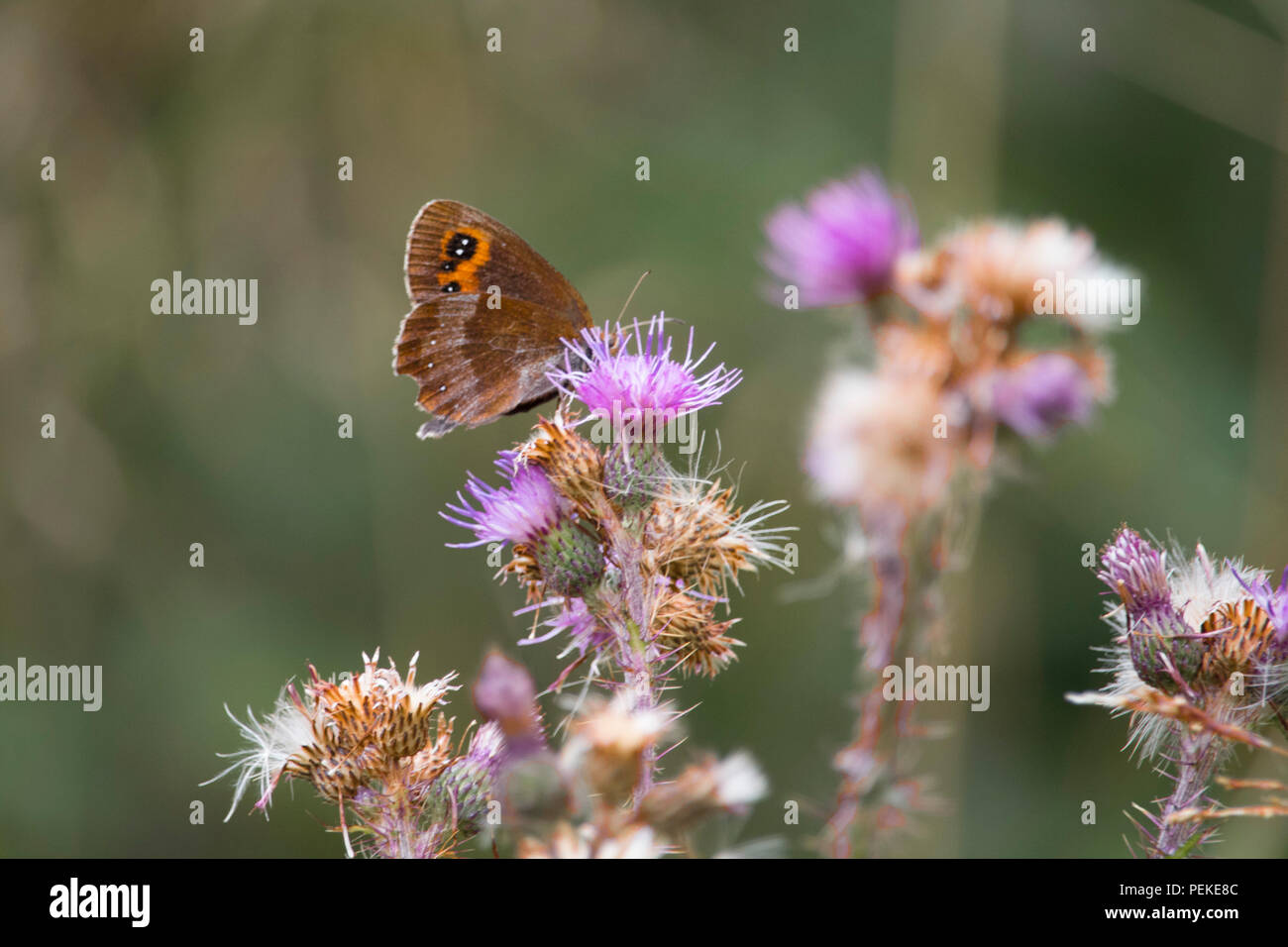Beau papillon de couleur isolées leaning on flower Banque D'Images