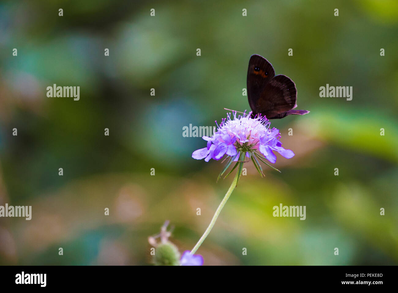 Beau papillon de couleur isolées leaning on flower Banque D'Images