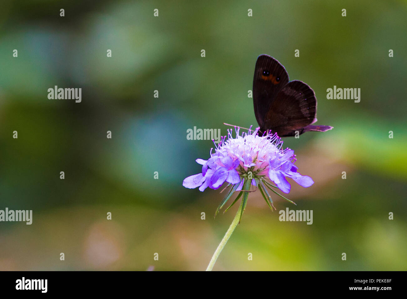 Beau papillon de couleur isolées leaning on flower Banque D'Images