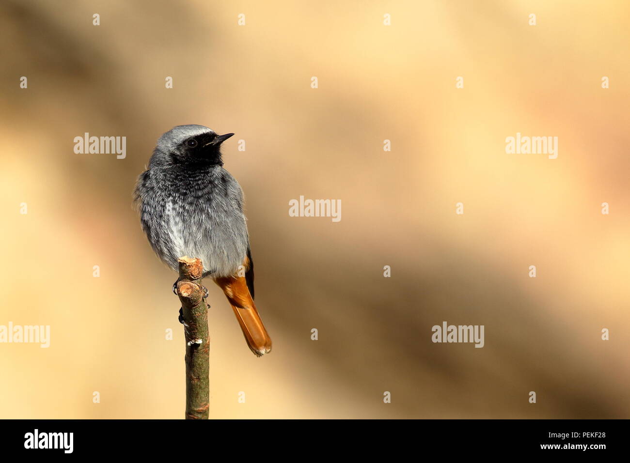 Rougequeue noir mâle perché sur une branche dans le soleil d'hiver Banque D'Images
