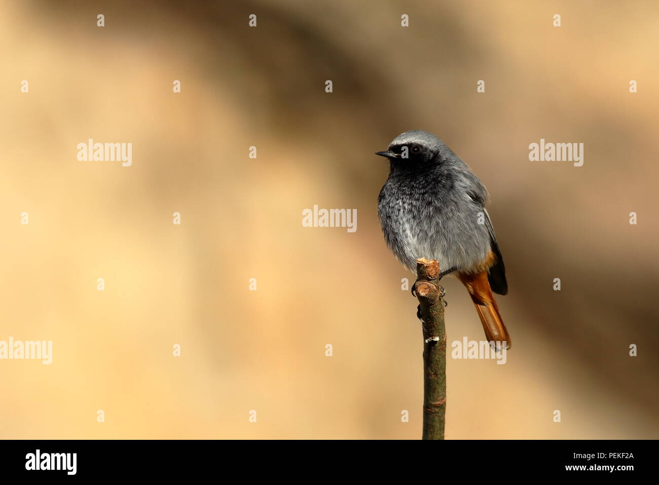Rougequeue noir mâle perché sur une branche dans le soleil d'hiver Banque D'Images
