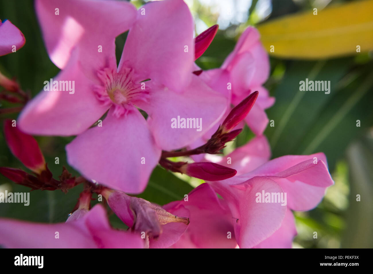 Nerium oleander rose en fleurs et bourgeons de fleurs dans un jardin verdoyant. Belle photo de la nature fond d'arrière-plan. Pas de personnes. Banque D'Images