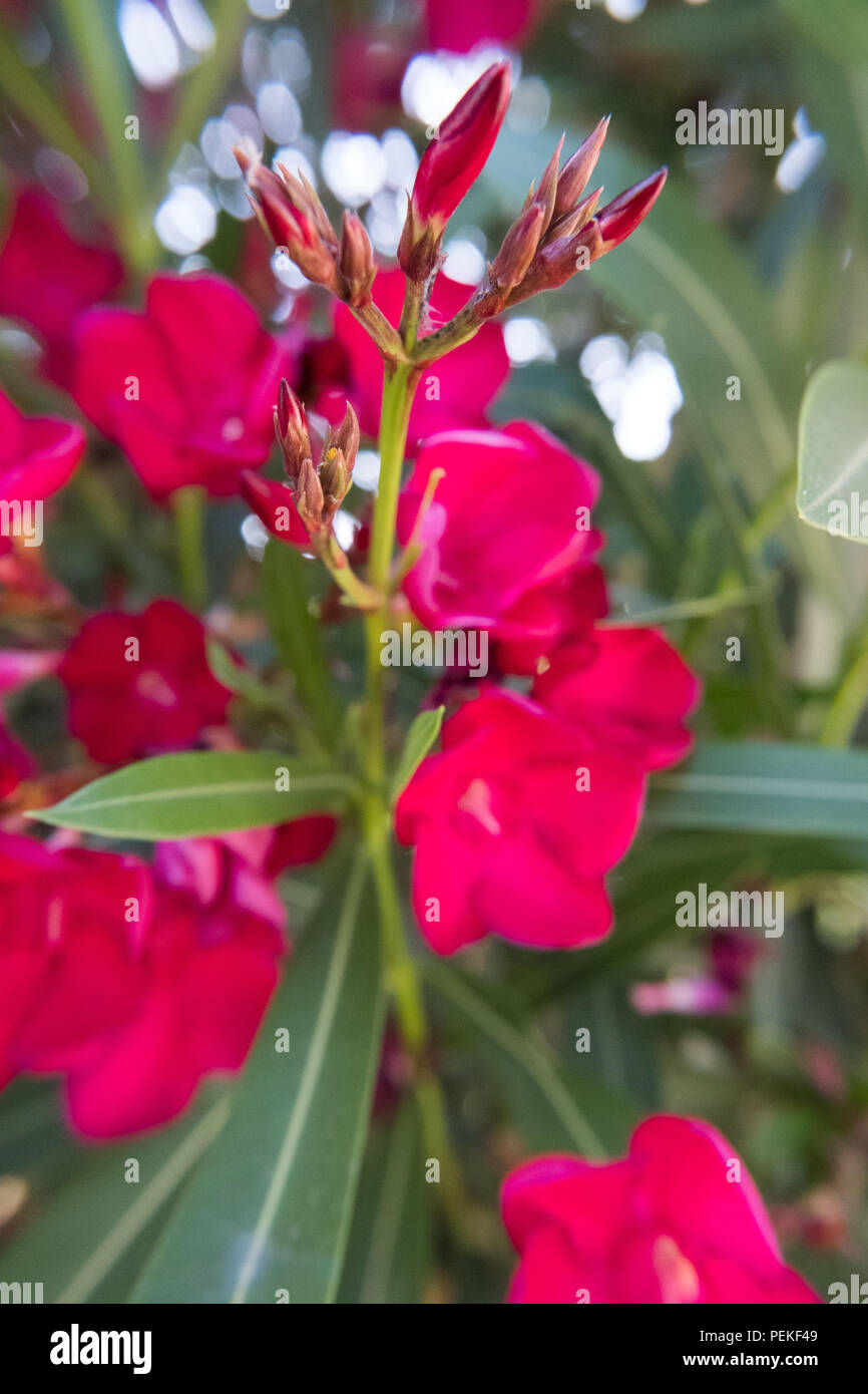 Nerium oleander rouge en fleurs et bourgeons de fleurs dans un jardin verdoyant. Belle photo de la nature fond d'arrière-plan. Pas de personnes. Banque D'Images