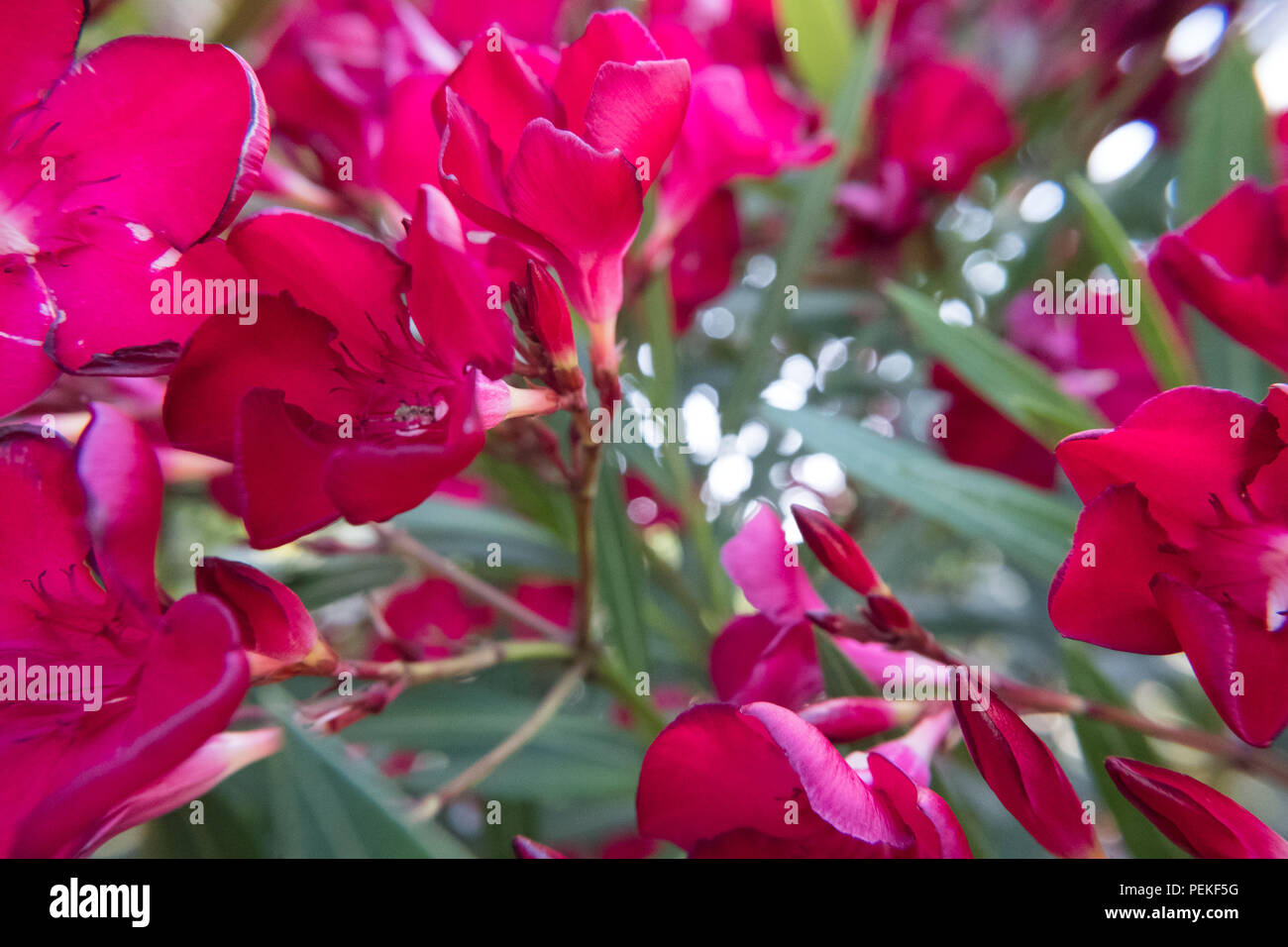 Nerium oleander rouge en fleurs et bourgeons de fleurs dans un jardin verdoyant. Belle photo de la nature fond d'arrière-plan. Pas de personnes. Banque D'Images