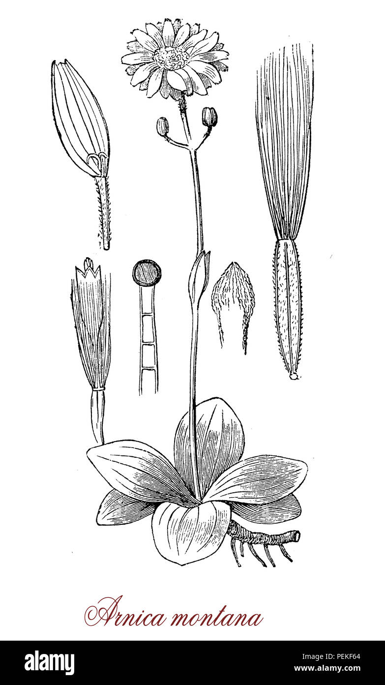 L'arnica des montagnes est une plante aromatique et phytothérapie fleurs velues avec du jaune. Elle pousse dans les prairies alpines de montagne. La plante est rare et protégée dans de nombreux pays, toxiques si ingérés. Banque D'Images