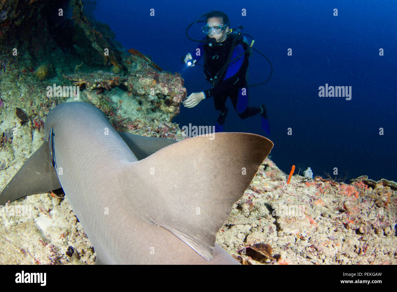 Un plongeur (MR) obtient un aperçu détaillé d'un requin nourrice fauve, Nebrius ferrugineus, Tubbataha Reef, Philippines. Banque D'Images