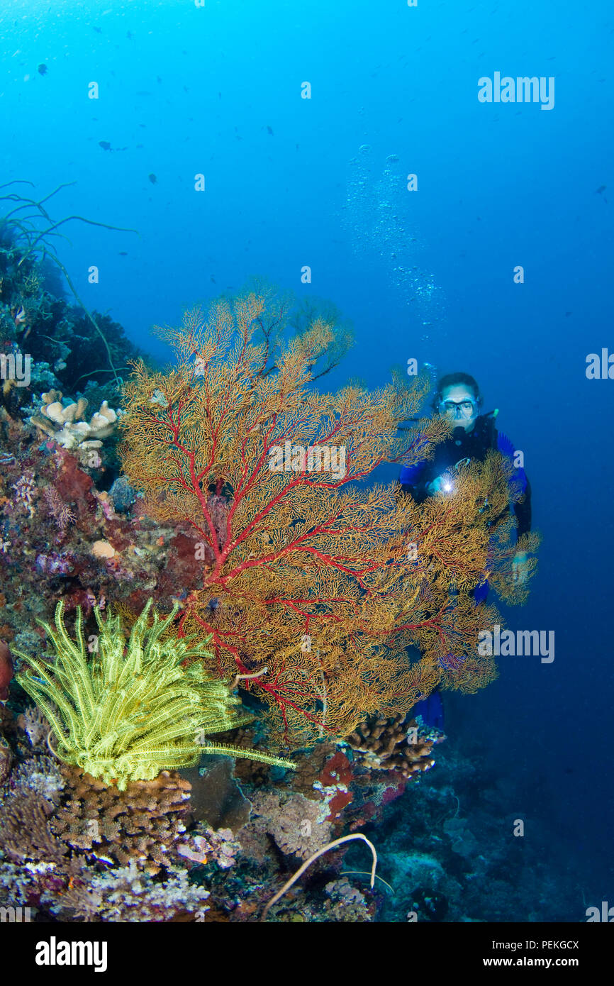Diver (MR) avec un ventilateur corail gorgones et jaune crinoïde, Tubbataha Reef, Philippines. Banque D'Images