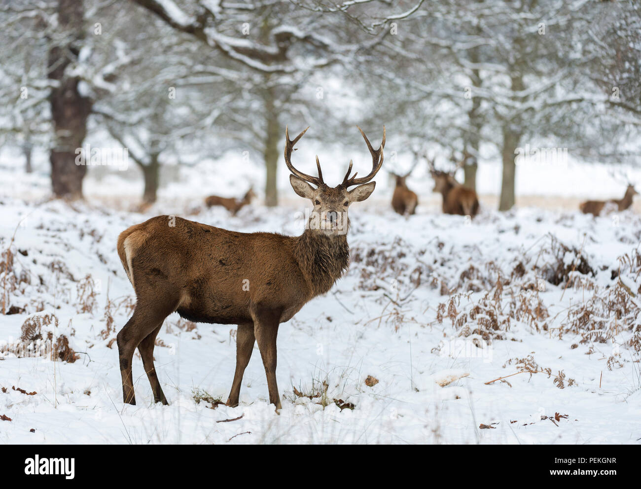 Red Deer Stag dans la neige Richmond Park, Royaume-Uni Banque D'Images