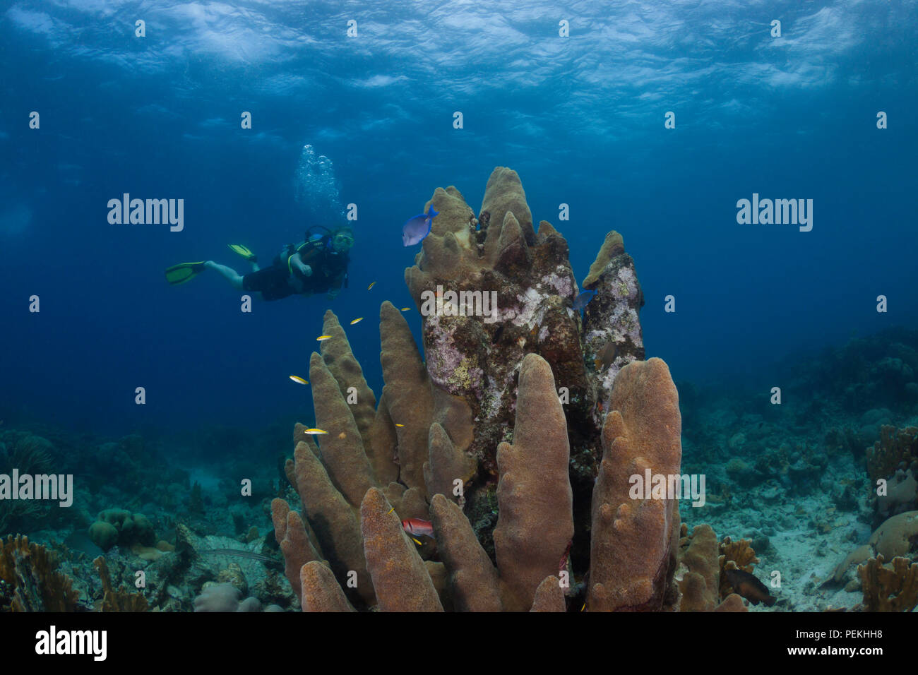 Un plongeur (MR) et pilier coral, Dendrogyra cylindrus, sur le house reef Aquarium de mer au large de l'île de Curaçao dans les Caraïbes. Banque D'Images