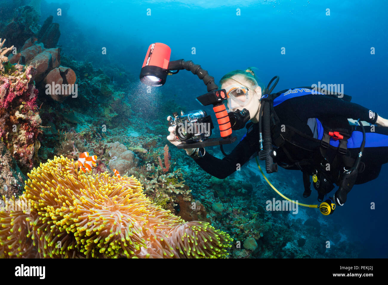 Un plongeur (MR) s'aligne sur son appareil photo, poisson clown Amphiprion percula et leur anemone. L'Indonésie, de Wakatobi. Banque D'Images